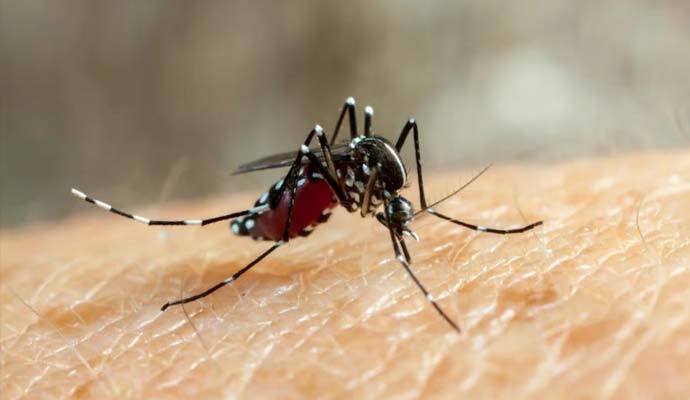 Aedes Mosquito