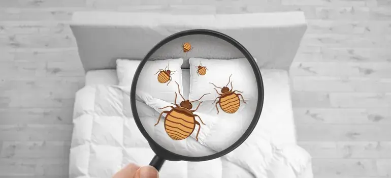 Rusty or reddish stains on mattress sheets caused by bed bugs