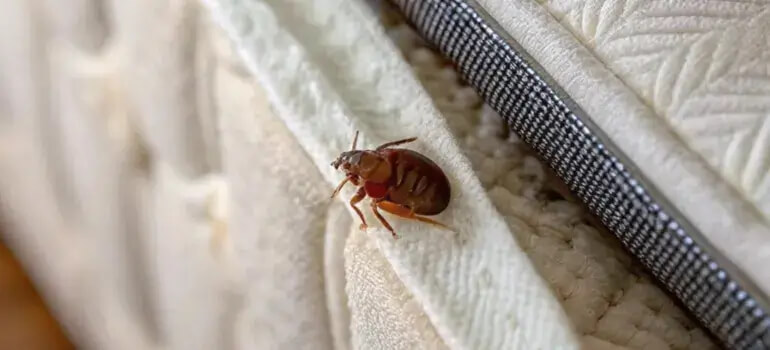 Bed bugs Signs on a mattress in Dhaka