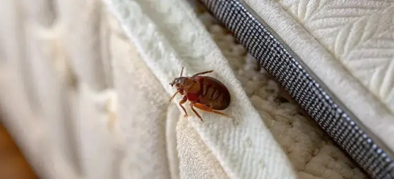 Bed bugs Signs on a mattress in Dhaka