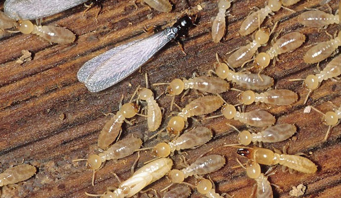Best Termite Treatment