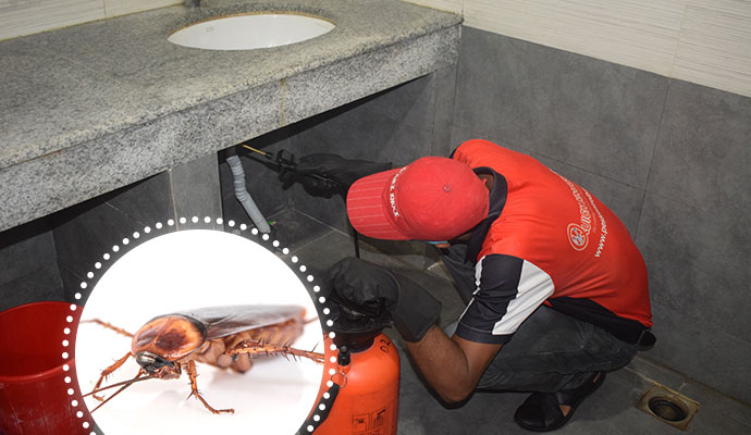 Cockroach control service in Dhaka