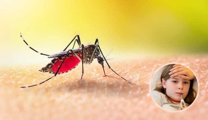 Dengue Epidemic Control