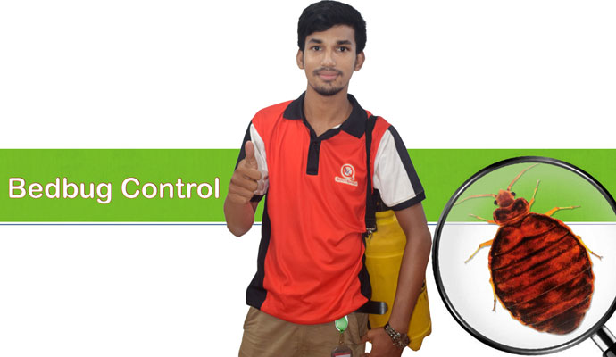 Effective Bugs Control Services