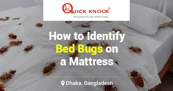 How to identify bed bugs on your mattress in Dhaka