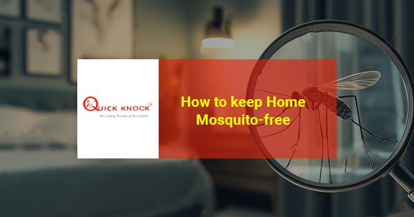 How to keep home mosquito-free