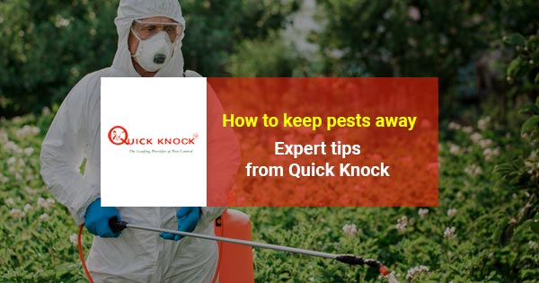How to keep pests away in Bangladesh: Tips from Quick Knock