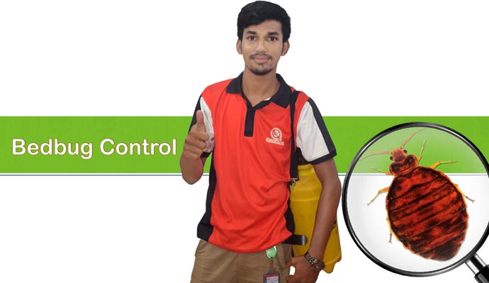 Most Reliable Bed Bug Control Treatment in Dhaka
