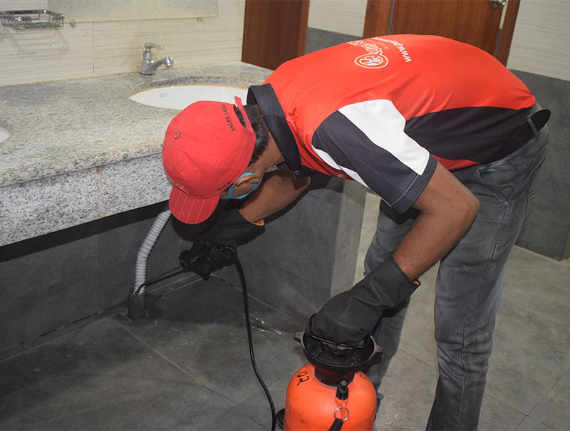 Pest Control Service in Dhaka