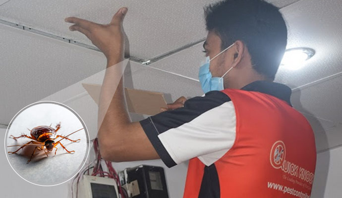 Pest Control Service in Gazipur