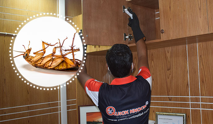 Cockroaches Control Service in Dhaka