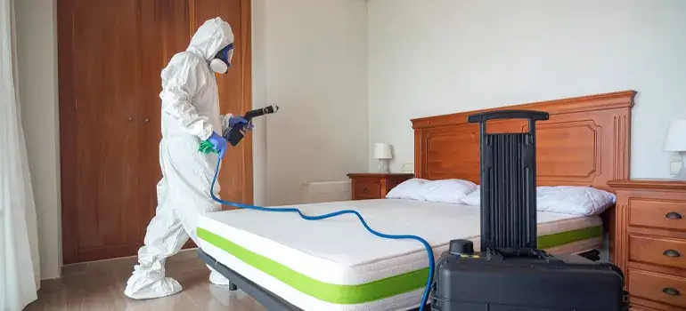 Professional bed bug control service in Dhaka