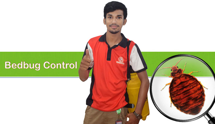 Services Offered by Quick Knock Pest Control in Mirpur