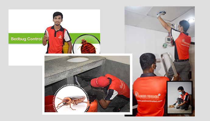 Services Offered By Quick Knock Pest Control in Bashundhara, Dhaka
