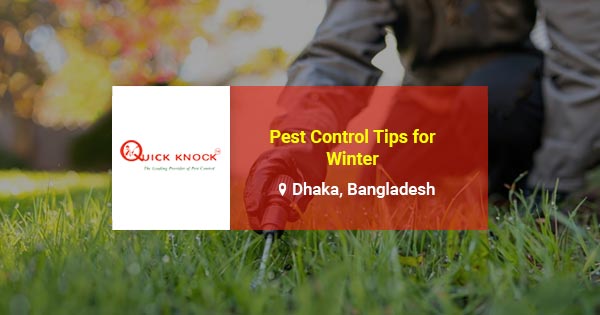 Pest control tips for Winter in Dhaka, Bangladesh