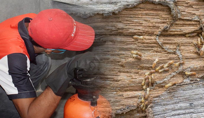 Trusted Termite Control & Exterminator Service