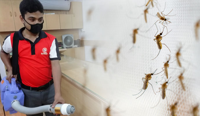 What Makes Our Mosquito Termination Service Stand Out From Others?